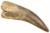Fossil Plesiosaur (Zarafasaura) Tooth - Morocco #344253-1